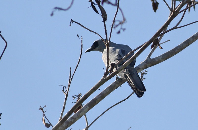 Moluccan Cuckooshrike - Peter Ericsson