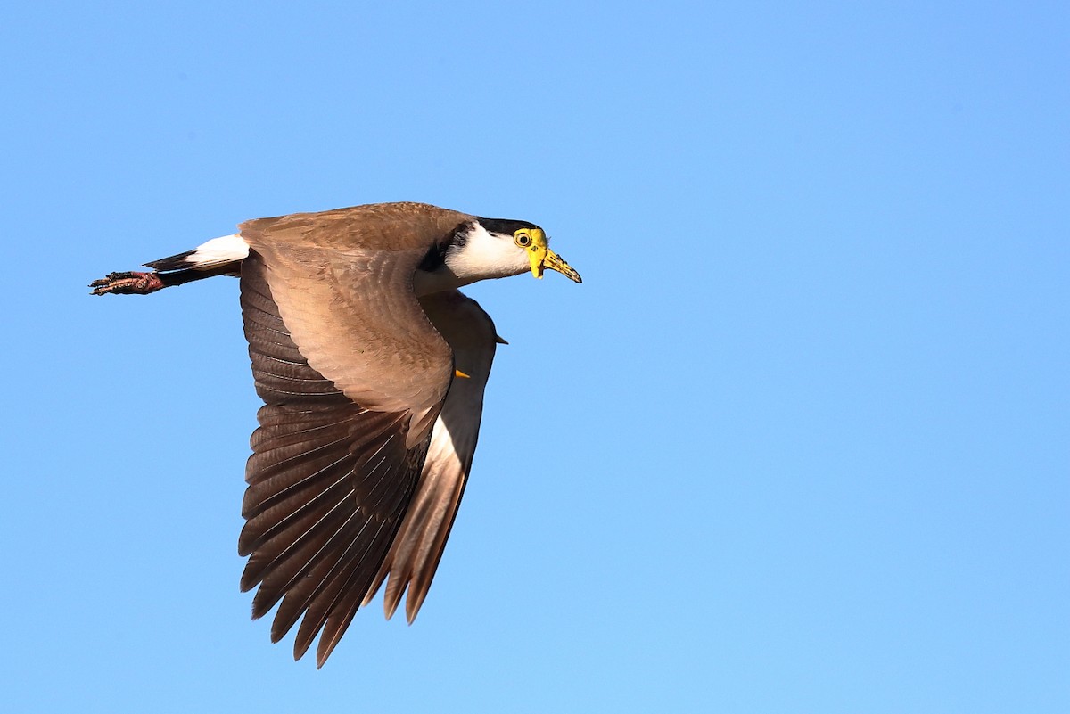 Masked Lapwing - ML256842361