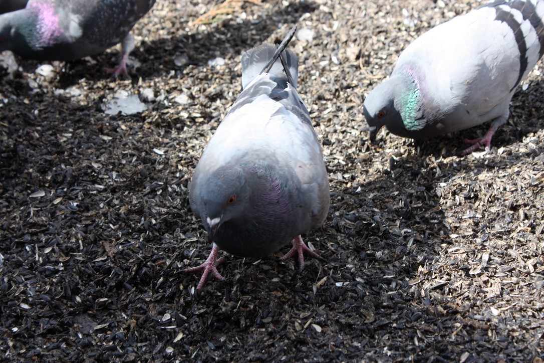 Хөхвөр тагтаа (суурин газрын) - ML256843461