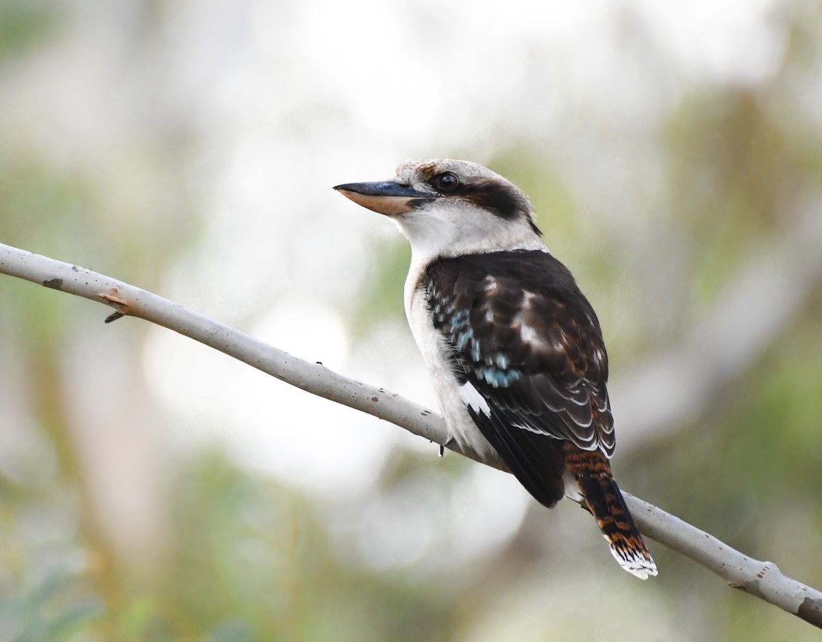 Laughing Kookaburra - ML256843511