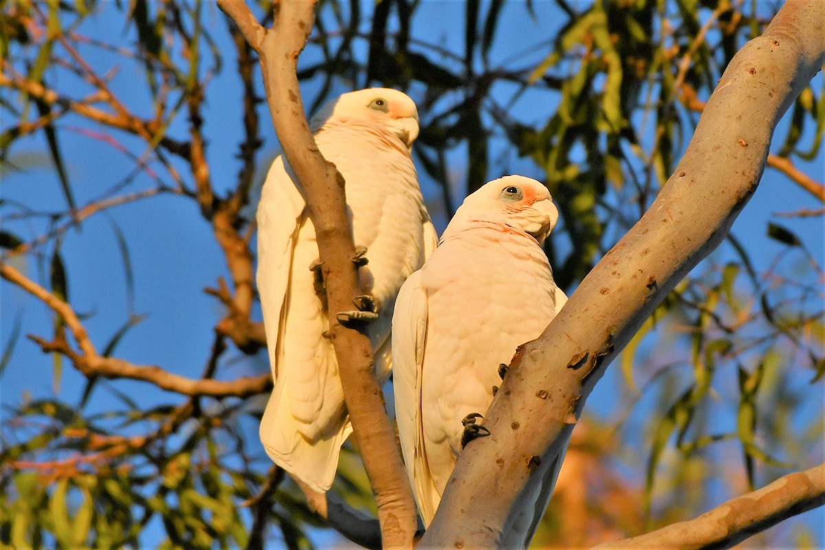 Long-billed Corella - ML256844001