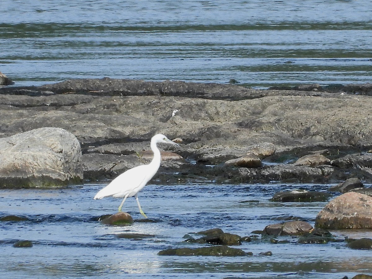 Little Blue Heron - ML256844381