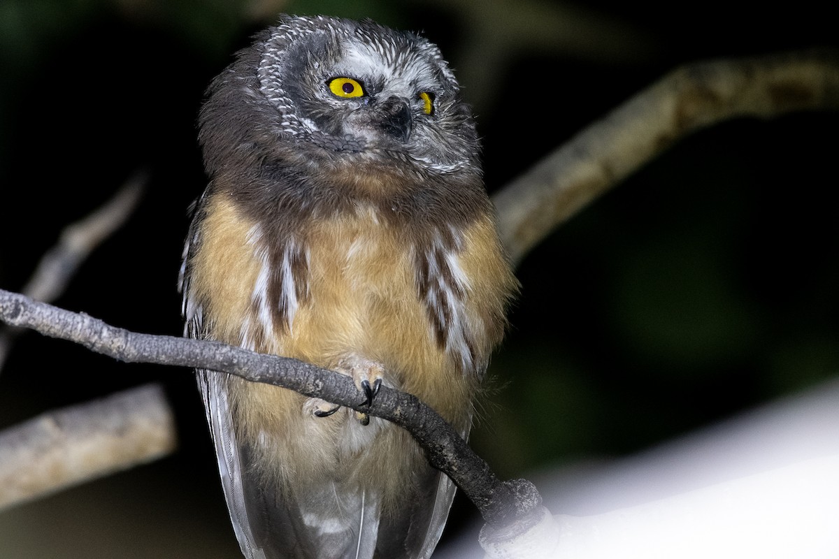 Northern Saw-whet Owl - Jeff Cooper