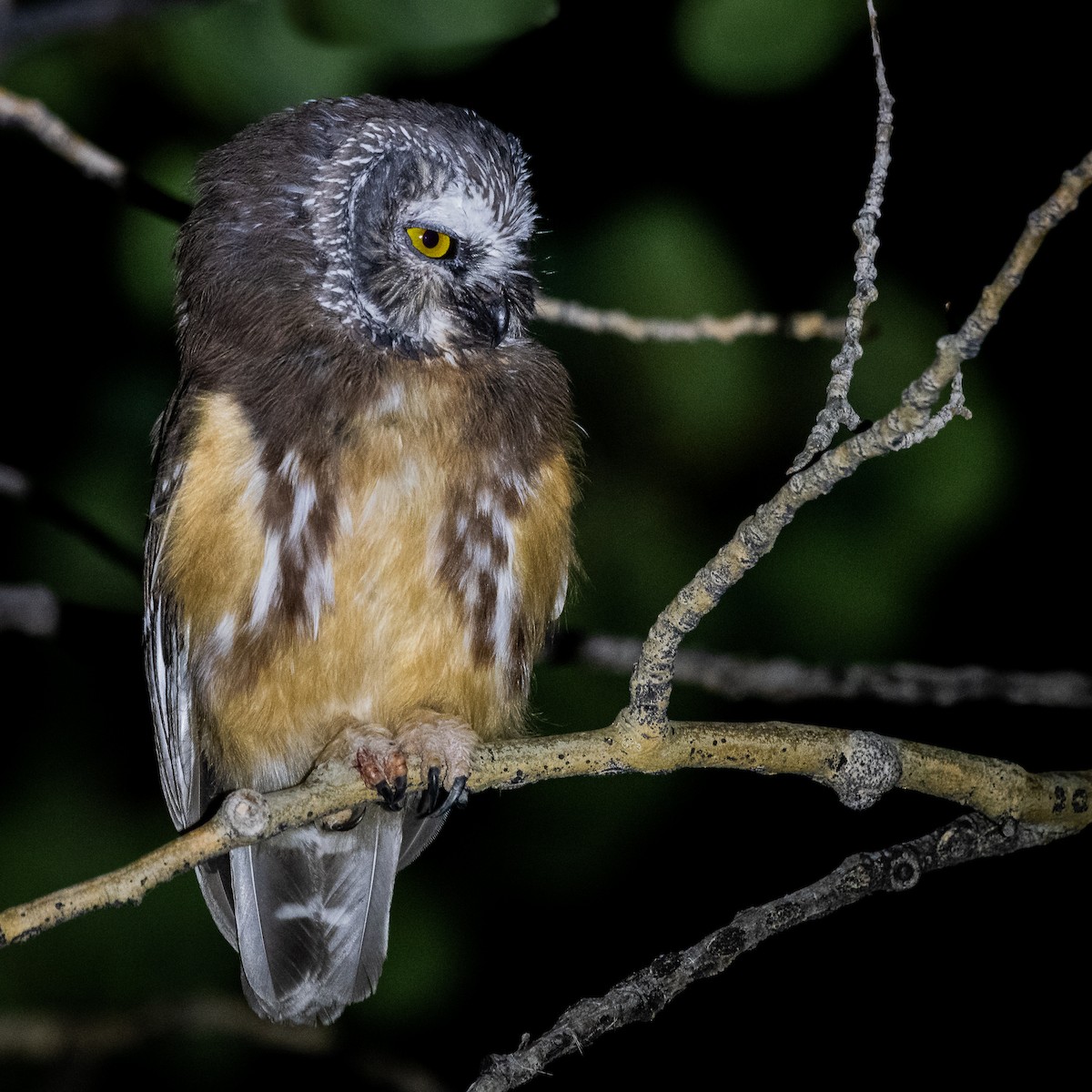 Northern Saw-whet Owl - Jeff Cooper