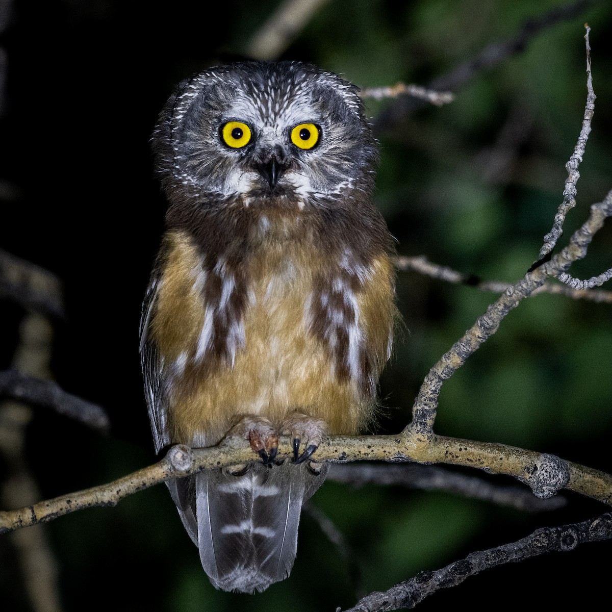 Northern Saw-whet Owl - Jeff Cooper