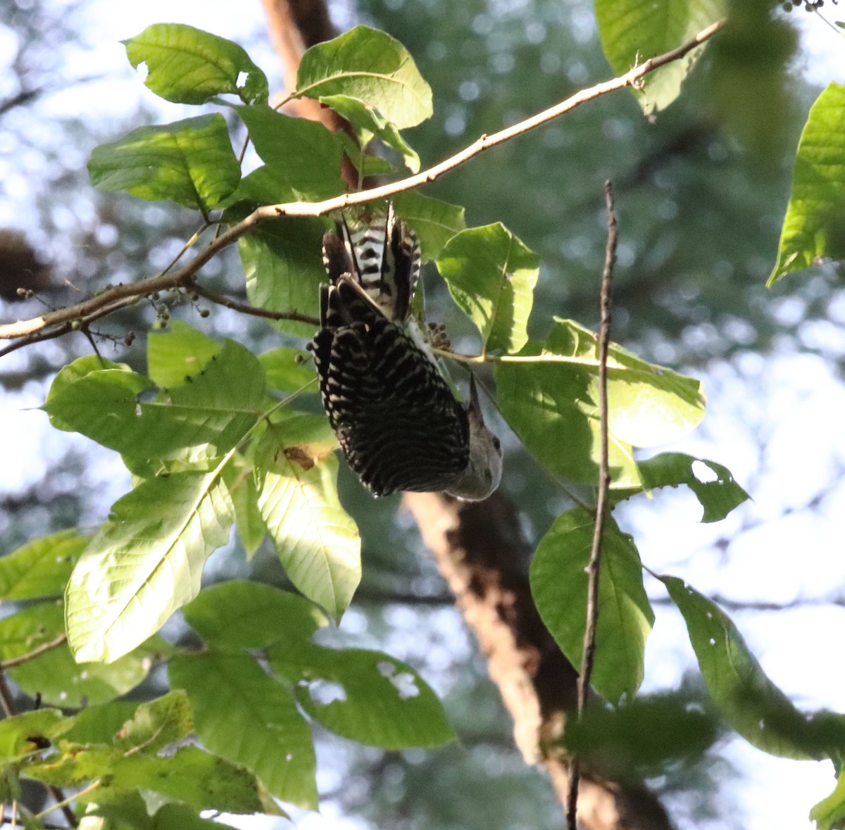 Red-bellied Woodpecker - ML256846591