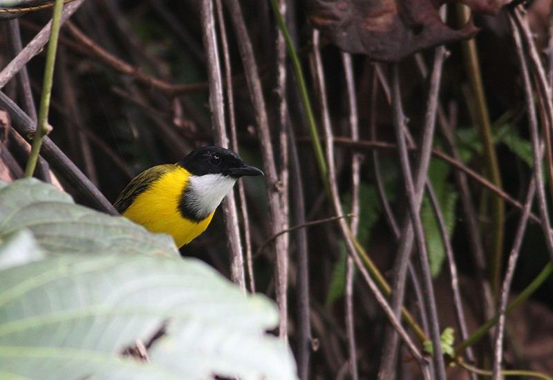 Black-chinned Whistler - ML256846661