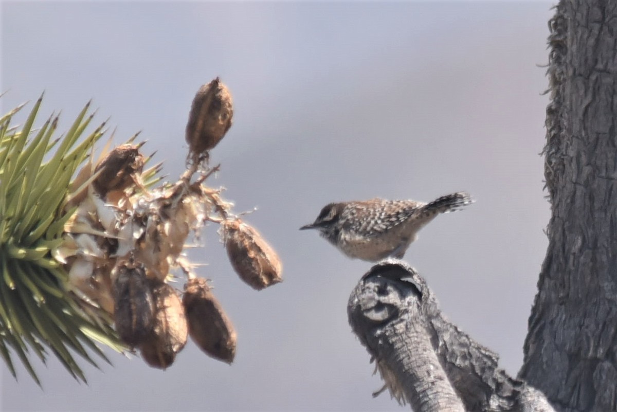 Cactus Wren - Bruce Mast