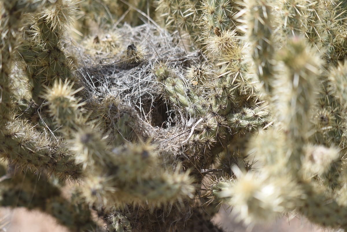 Cactus Wren - ML256847551