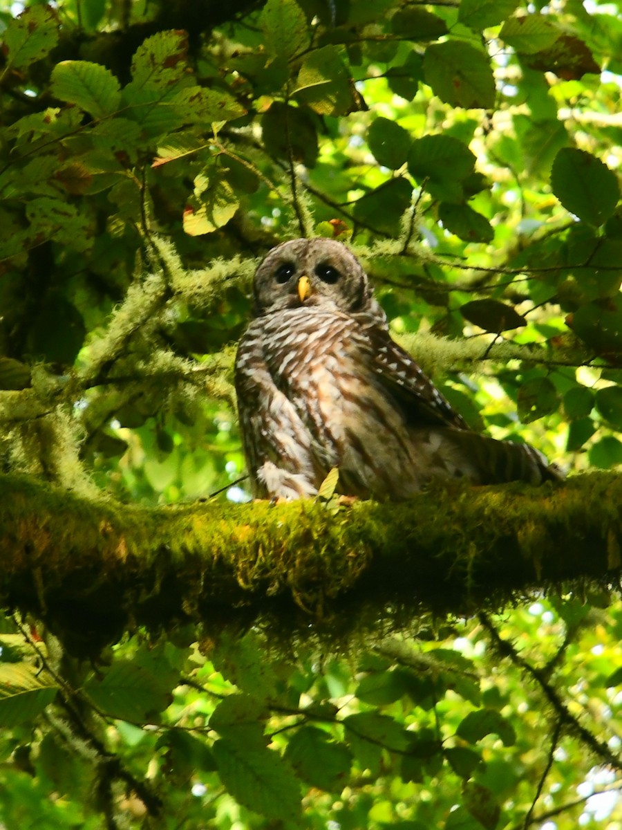 Barred Owl - ML256848461