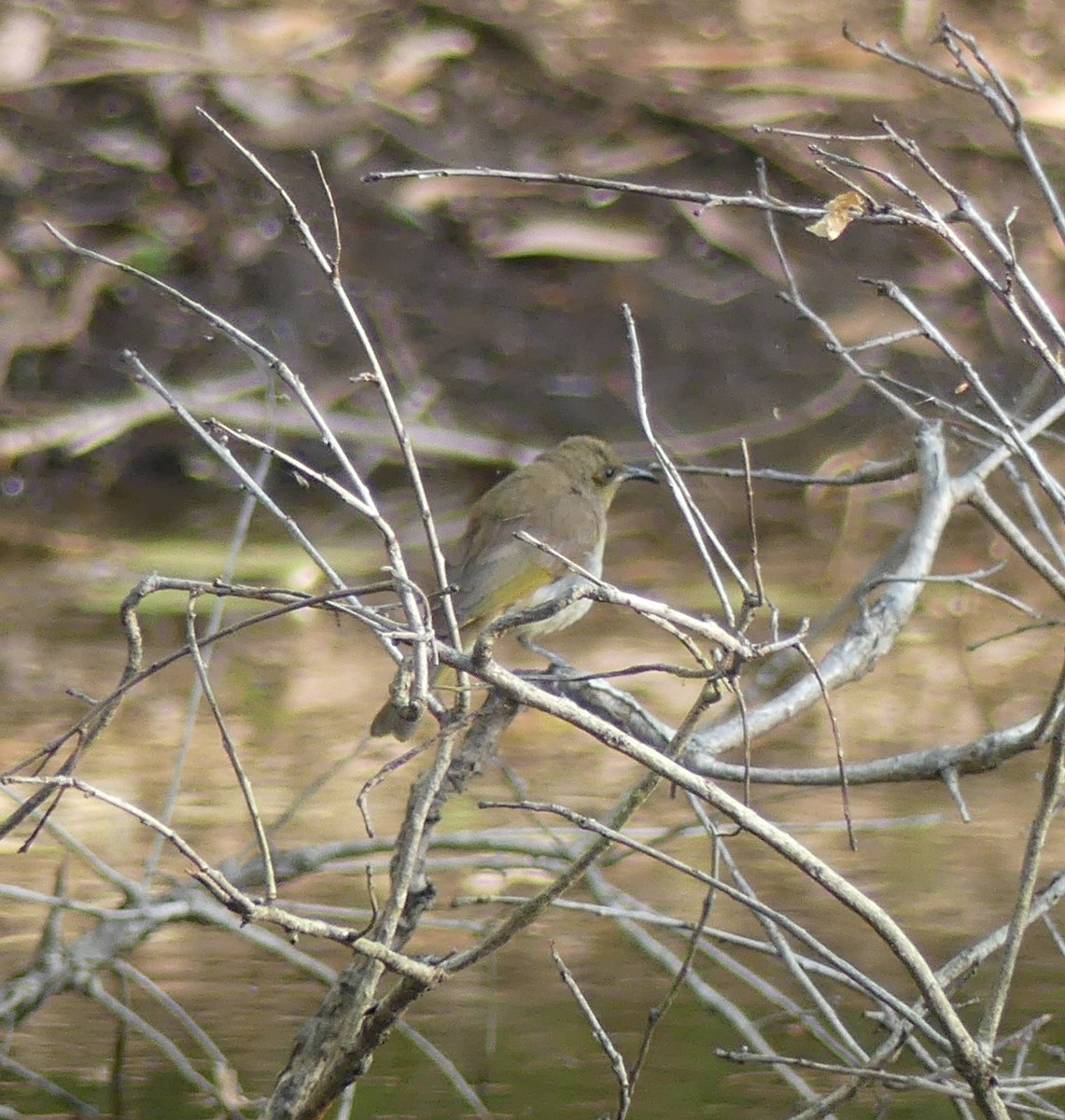 Brown Honeyeater - ML256848581