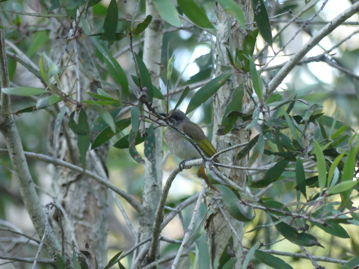 Brown Honeyeater - ML256848611