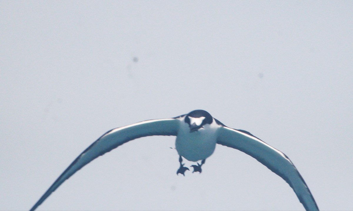 Sooty Tern - ML256849061