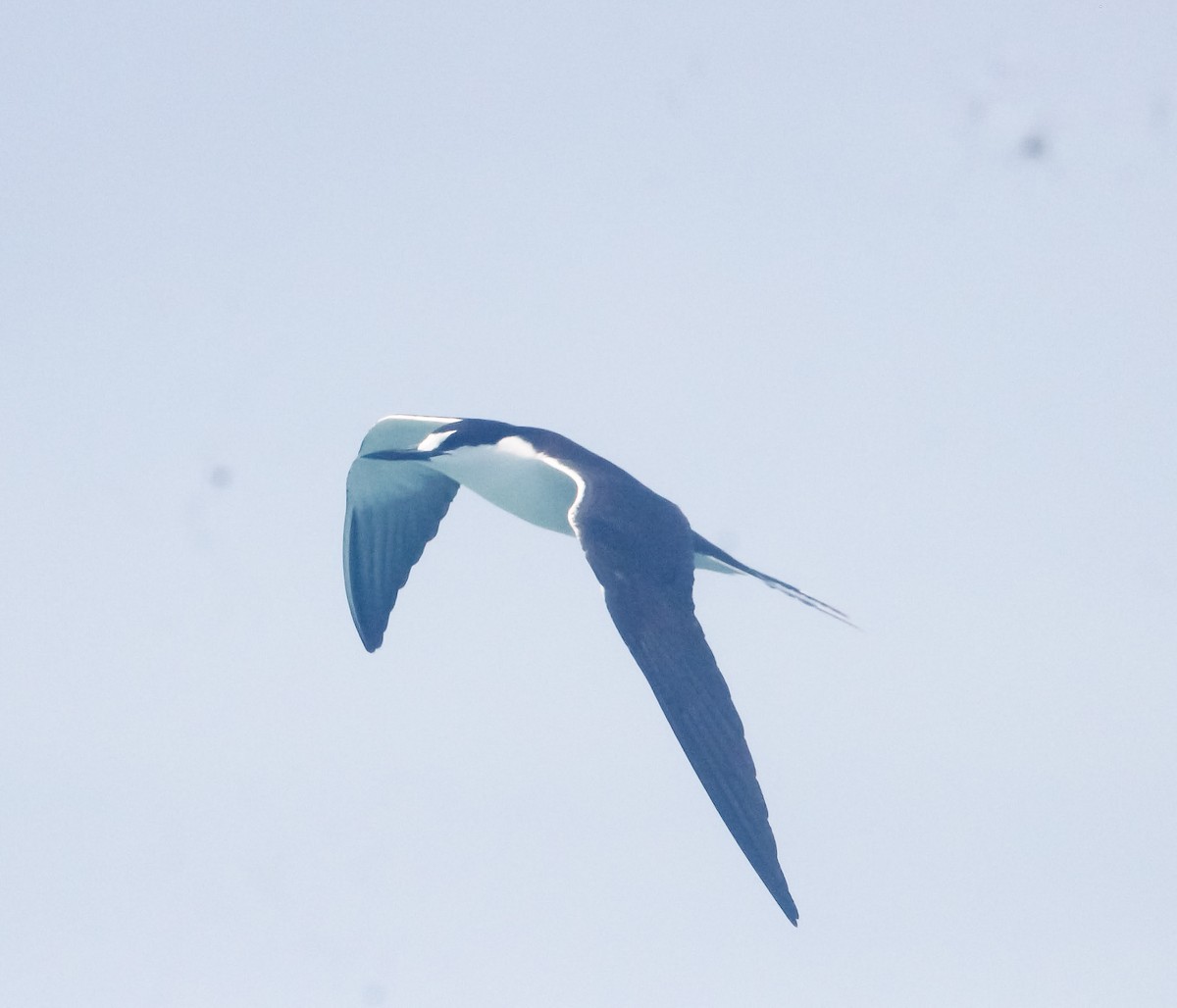 Sooty Tern - Isaias Morataya