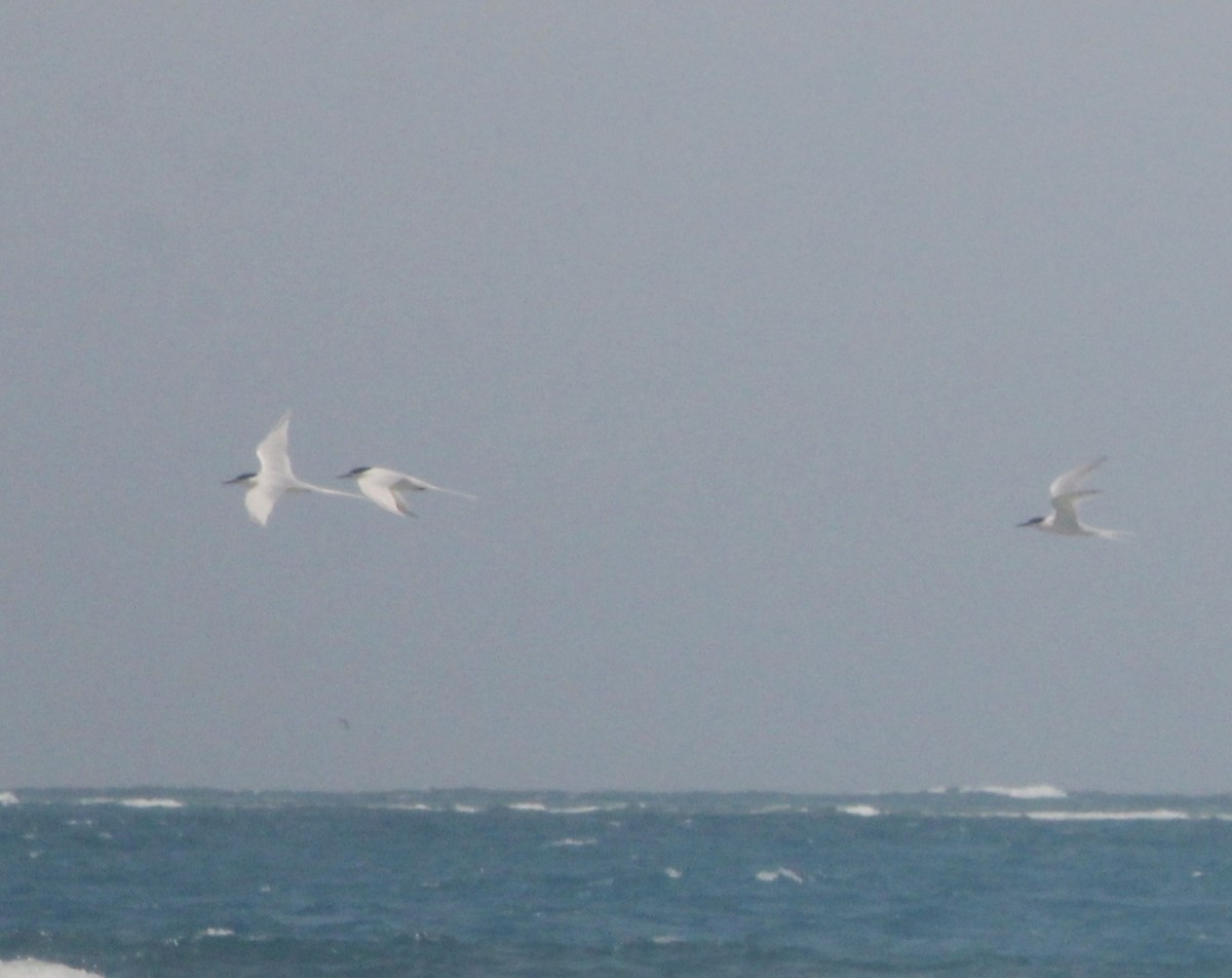 Roseate Tern - ML256849251