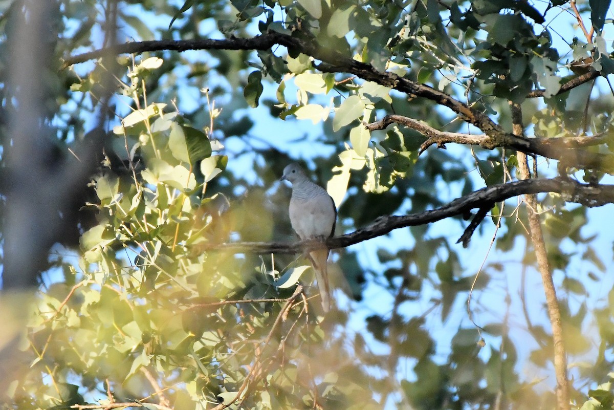 Peaceful Dove - ML256849961