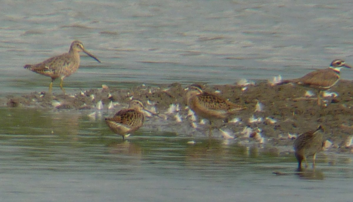 Short-billed Dowitcher - ML256850311