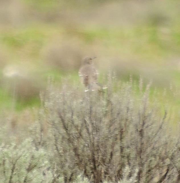 Sage Thrasher - Vern Tunnell