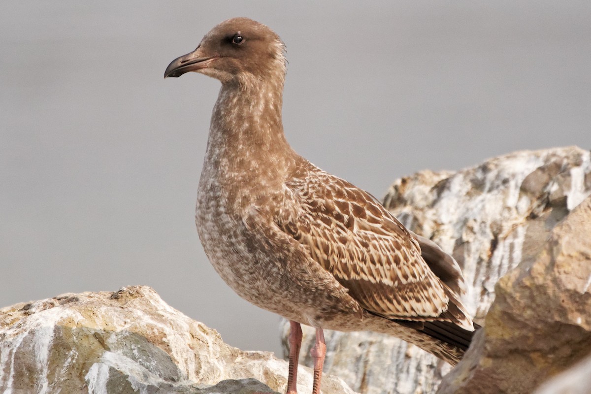 Western Gull - Susanne Meyer