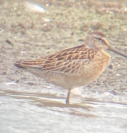 Short-billed Dowitcher - ML256852721