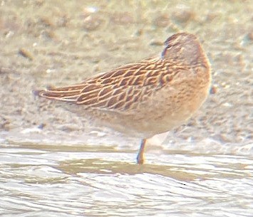 Short-billed Dowitcher - Stefan Schlick