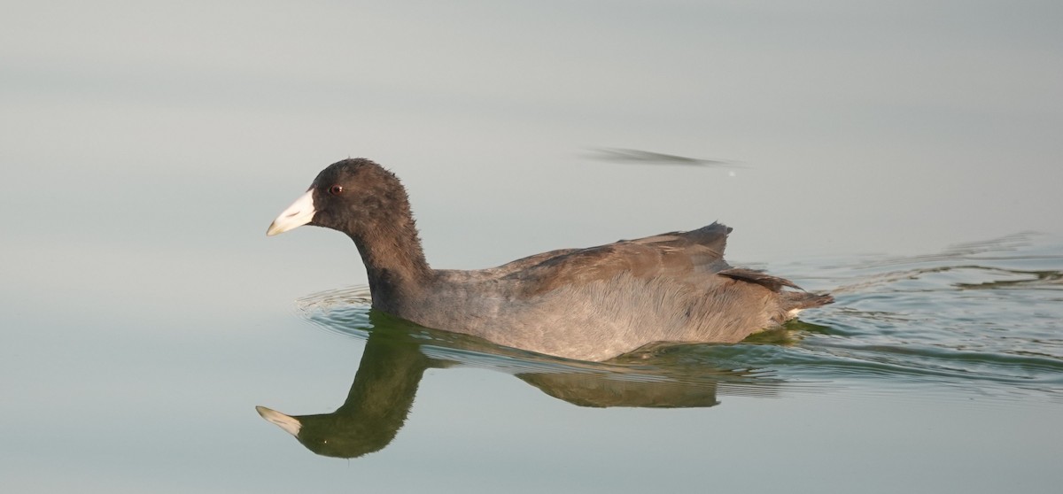 American Coot - ML256852881