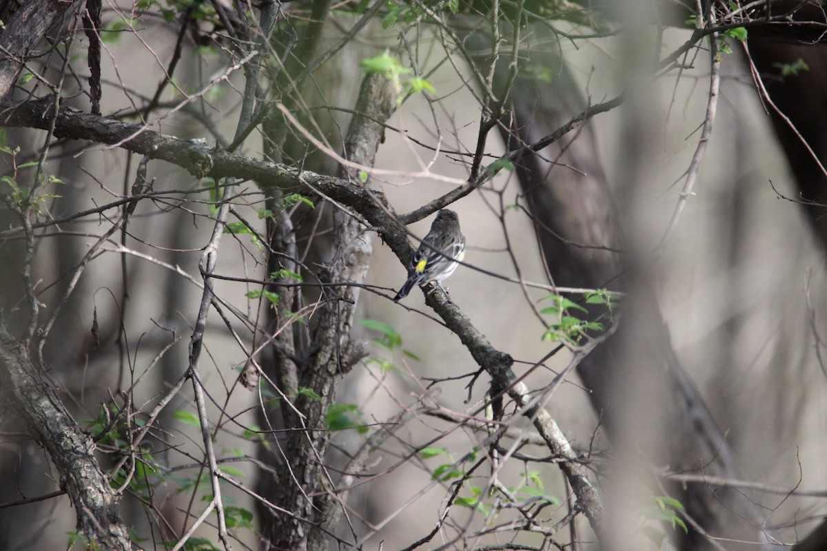Yellow-rumped Warbler (Myrtle) - ML25685421