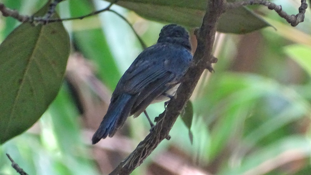 Mangrove Blue Flycatcher - Kim Cancino