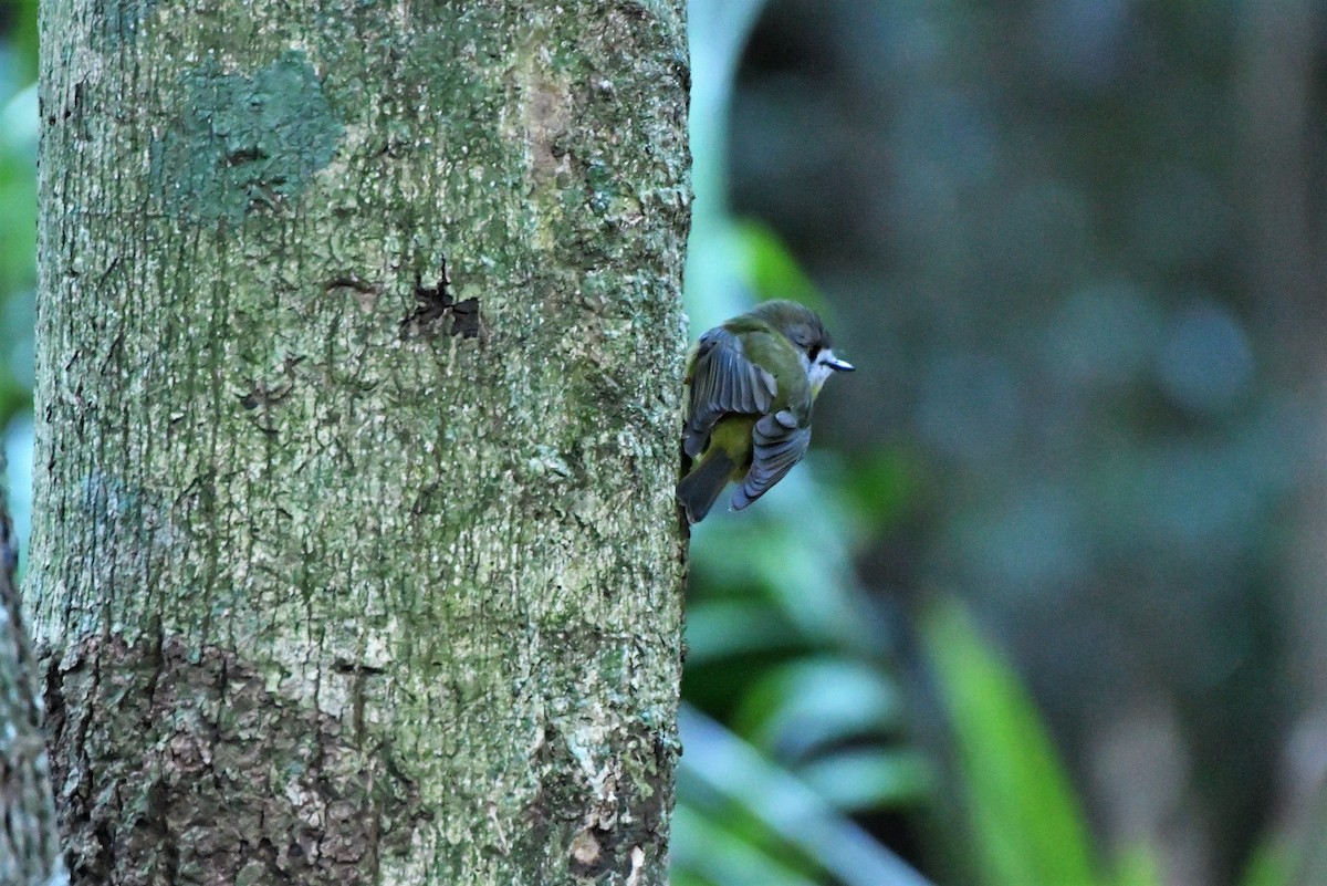 Pale-yellow Robin - ML256861321