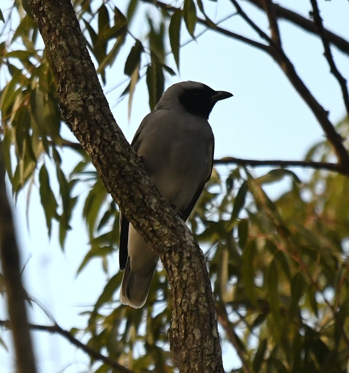 Black-faced Cuckooshrike - Andy Gee