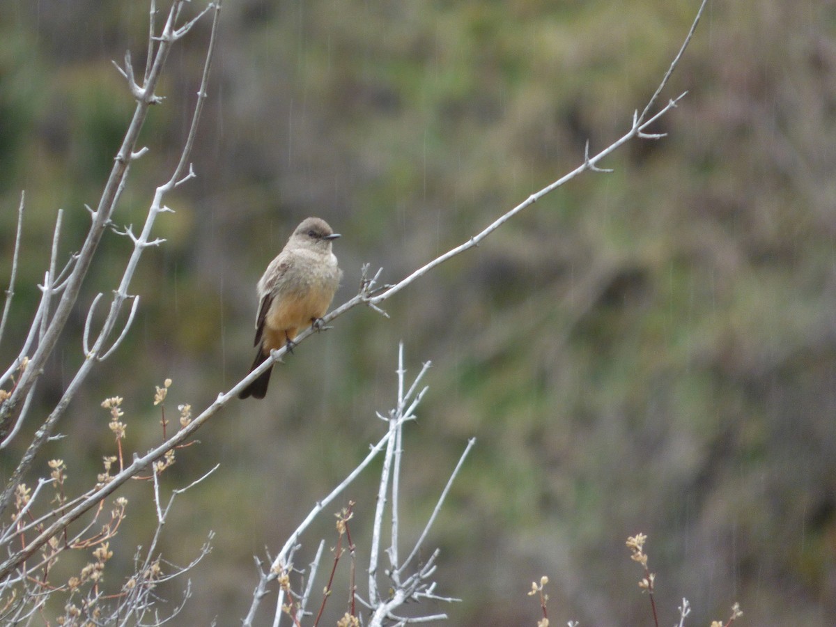 Mosquero Llanero - ML25686281