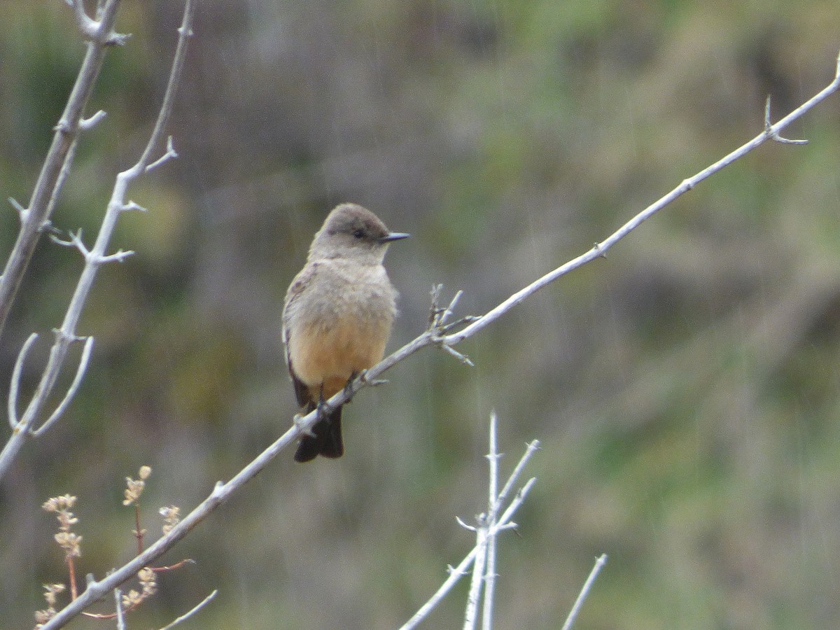 Mosquero Llanero - ML25686331