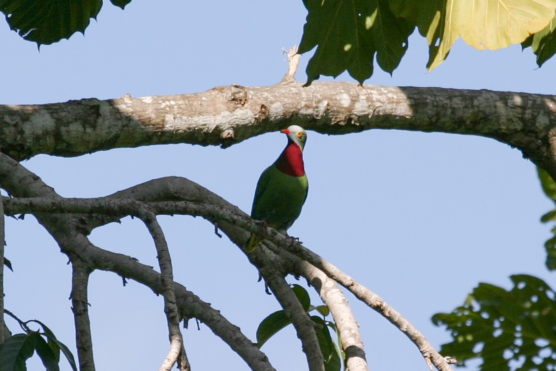 Claret-breasted Fruit-Dove - ML256863931