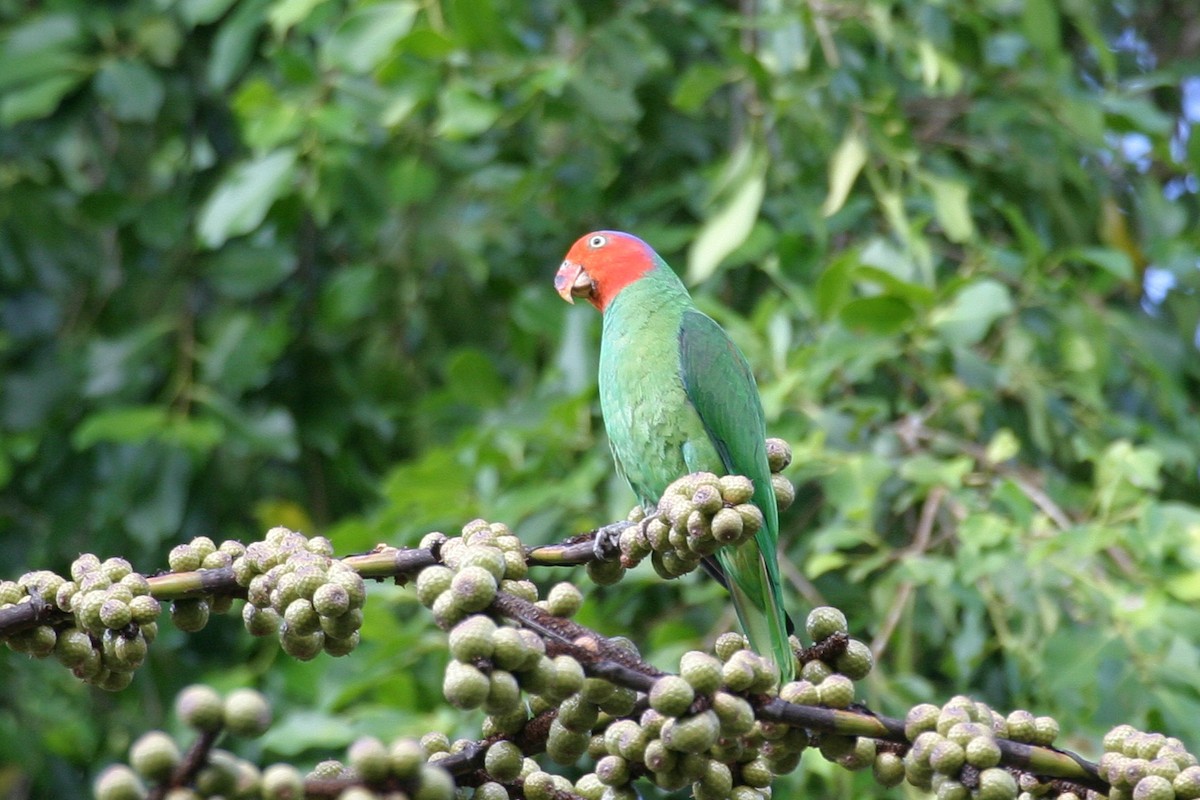 Red-cheeked Parrot - Simon Colenutt