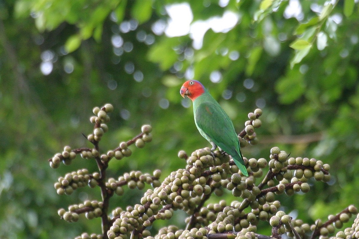 Red-cheeked Parrot - ML256864011