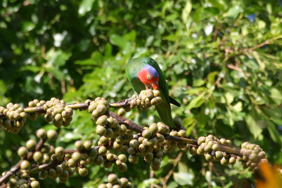 Red-cheeked Parrot - ML256864021