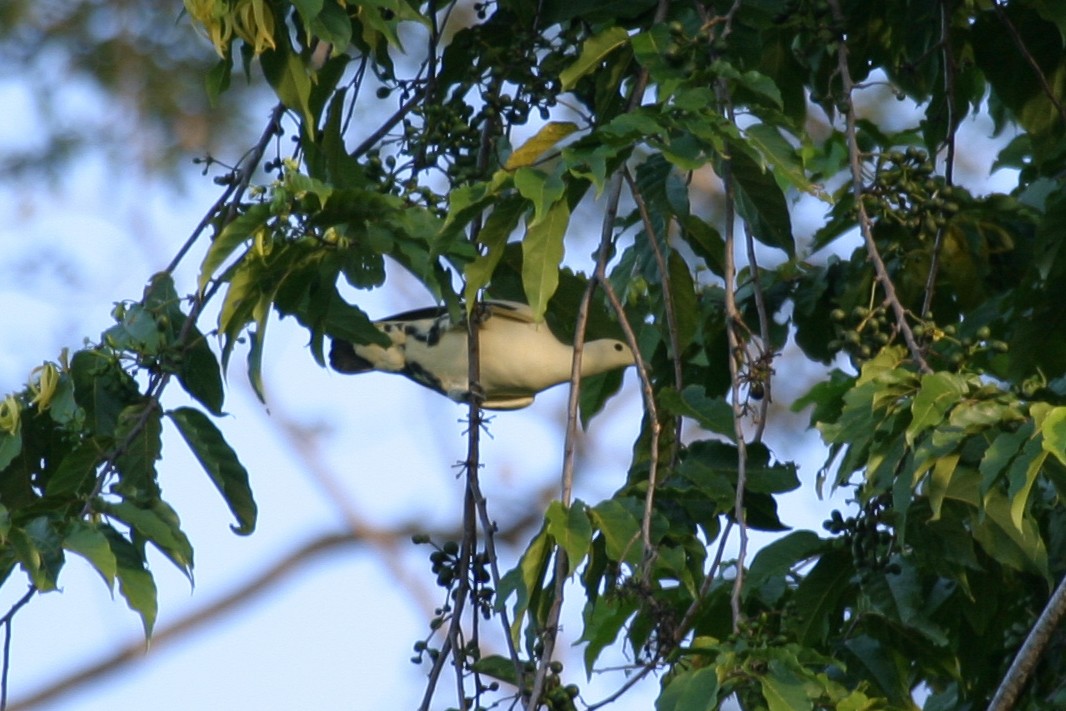 Pied Imperial-Pigeon - ML256864061