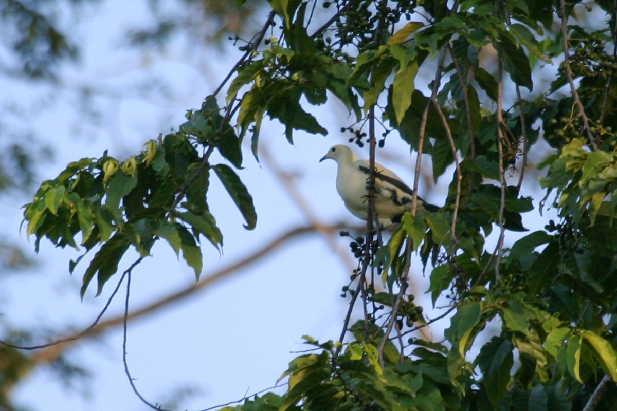 Pied Imperial-Pigeon - ML256864071