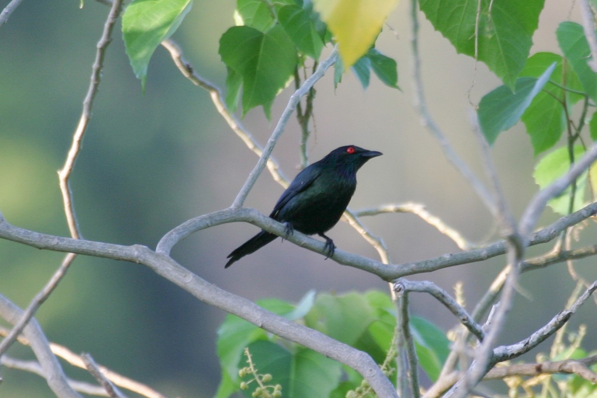 Metallic Starling - ML256864341