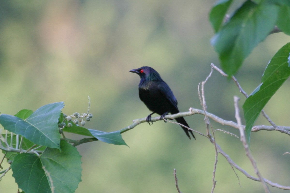 Metallic Starling - ML256864351