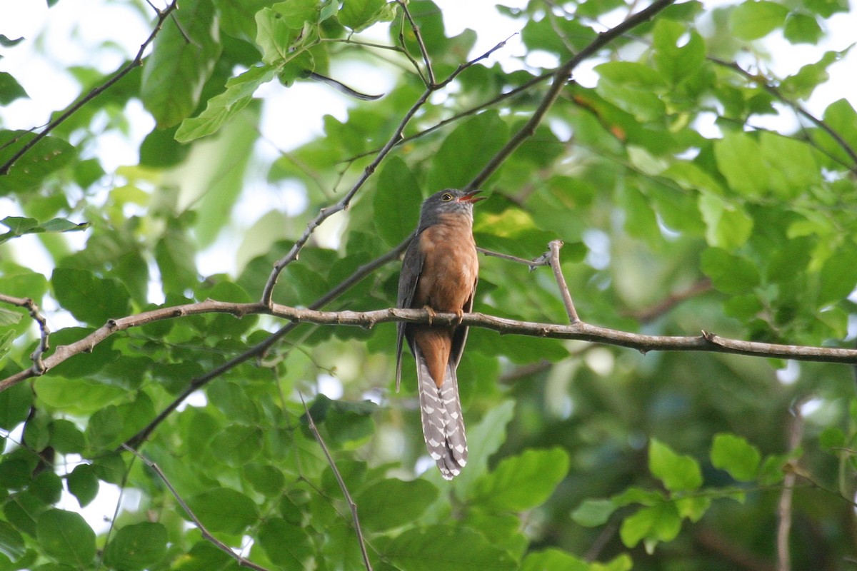 Moluccan Cuckoo - ML256865421