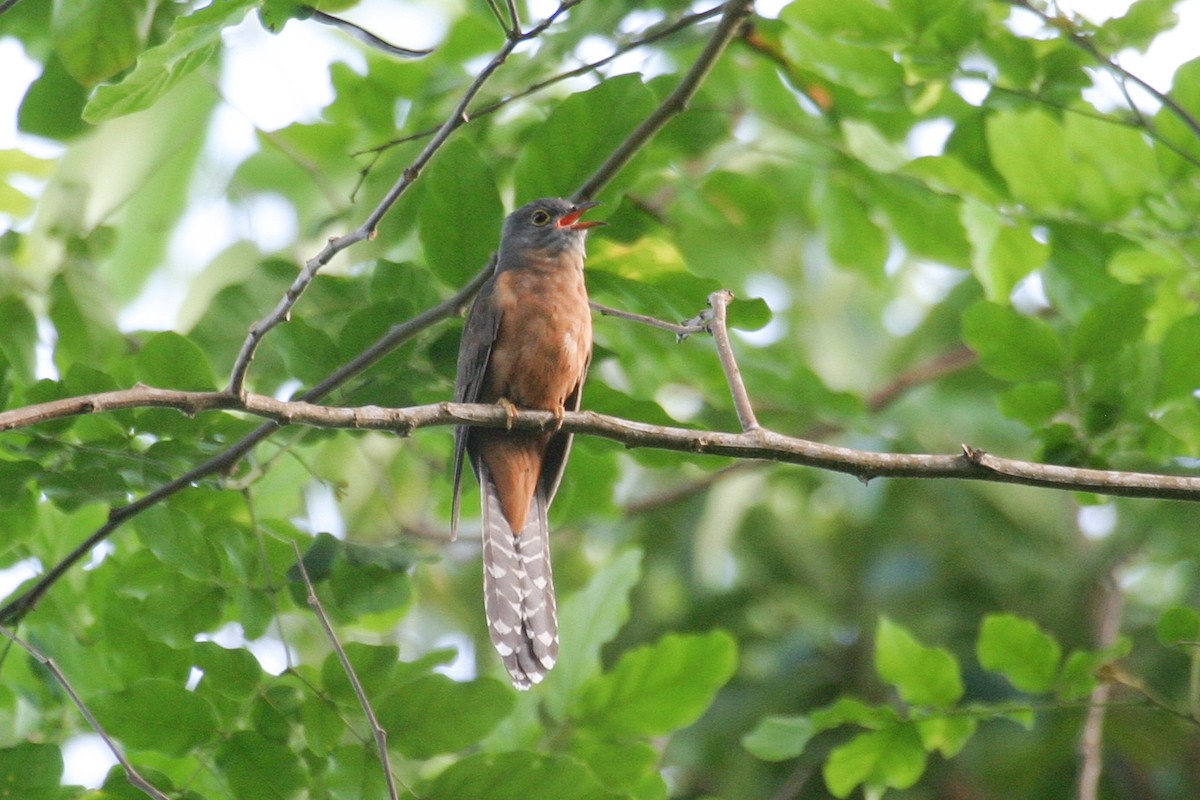 Moluccan Brush Cuckoo - Simon Colenutt