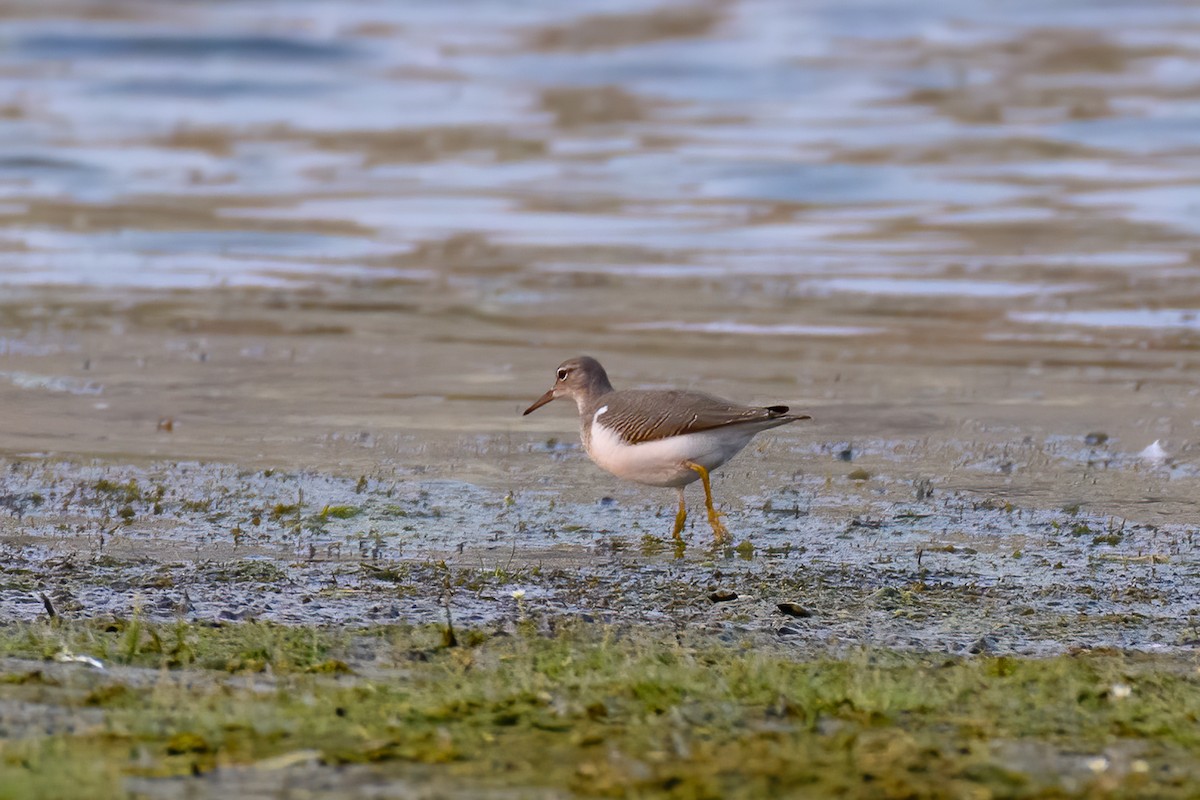 Spotted Sandpiper - Brent Miller