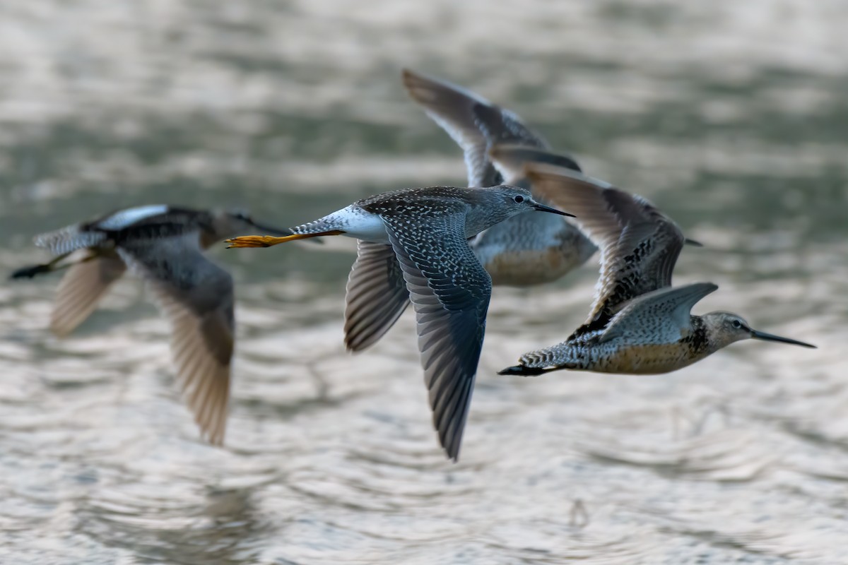 vodouš žlutonohý - ML256865601