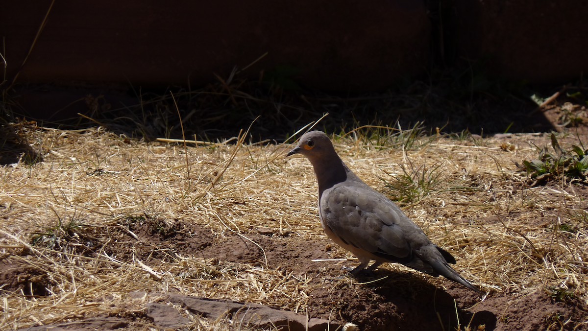 Black-winged Ground Dove - ML25686681