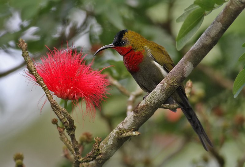 White-flanked Sunbird - ML256867801