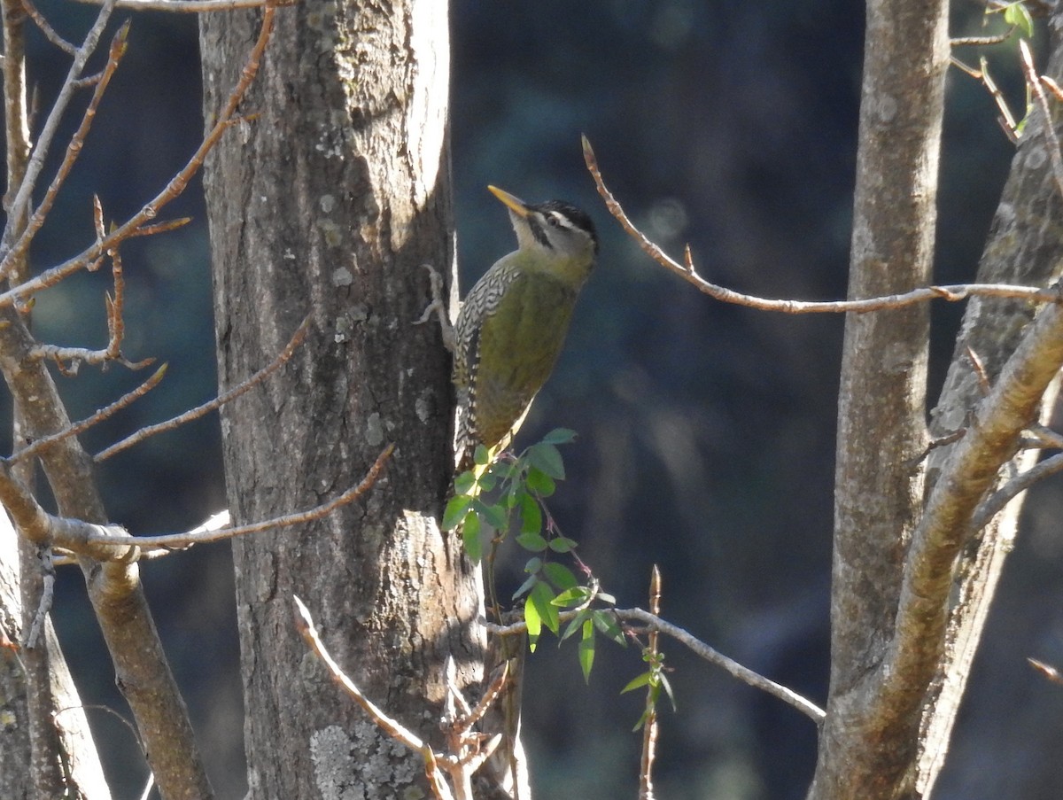 Scaly-bellied Woodpecker - Tim Tucey