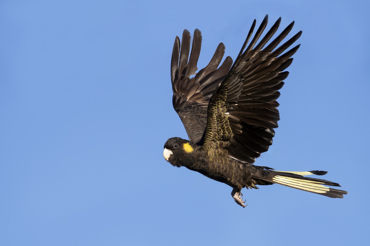 Yellow-tailed Black-Cockatoo - Chris Murray