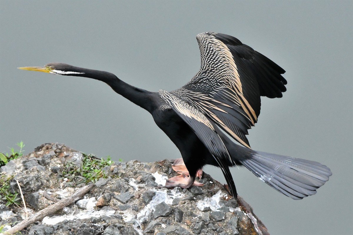 Anhinga Australiana - ML256870651