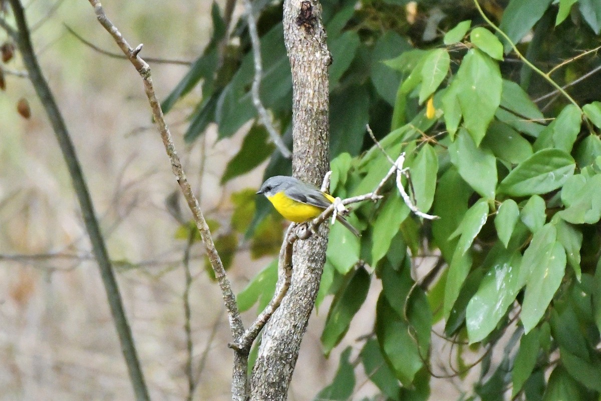 Eastern Yellow Robin - ML256870691